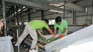 泰国工厂实景拍摄乳胶枕头脱模